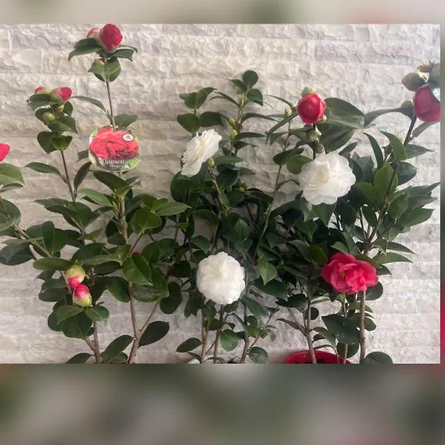 Hotel Rezidenca Arlington Berat